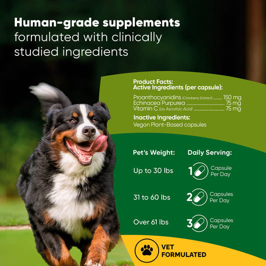 Dog running outdoors with supplement information on a green background