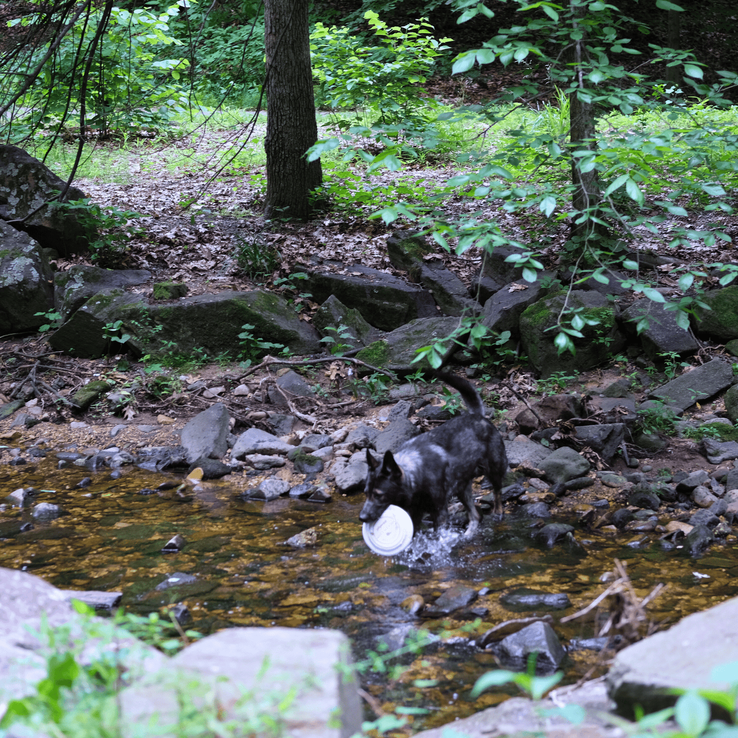 Will Fetch For Chicken Chips Dog Frisbee – will fetch for chicken chips frisbee 5