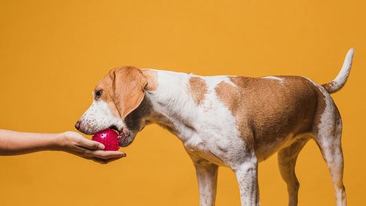 Dog taking a ball from a hand on orange background.