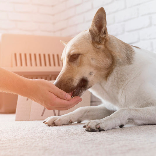 A dog licking someones hand.