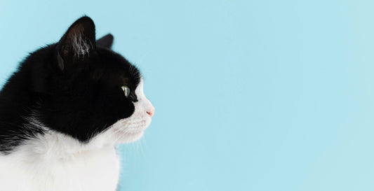 Profile of a black and white cat on a light blue background