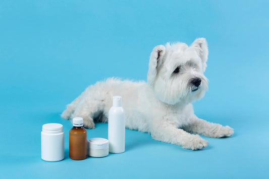 A white do with blue background and some medicine.