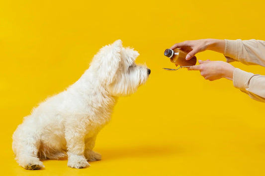 A white dog taking supplement with yellow background.