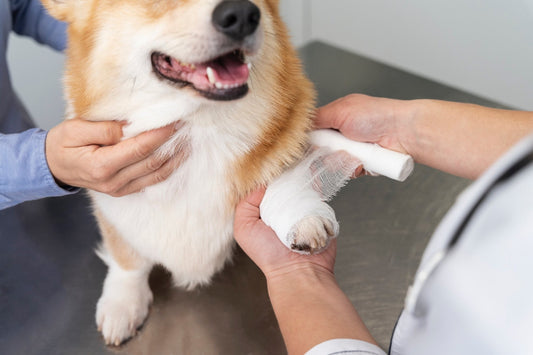 A person is bandaging a dog hand. 