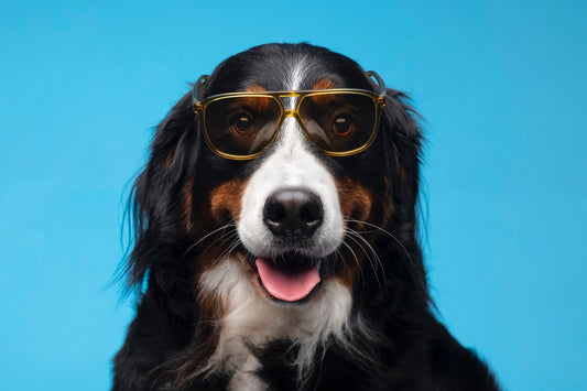 A dog with blue background.