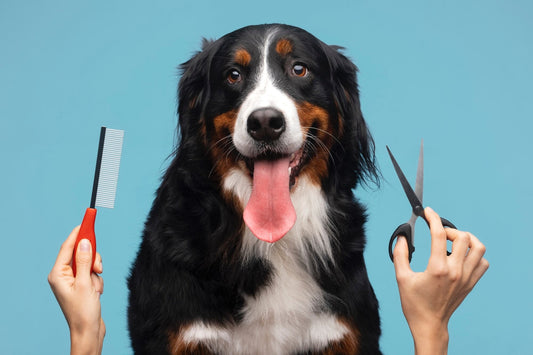 A dog with grooming tools on blue background.