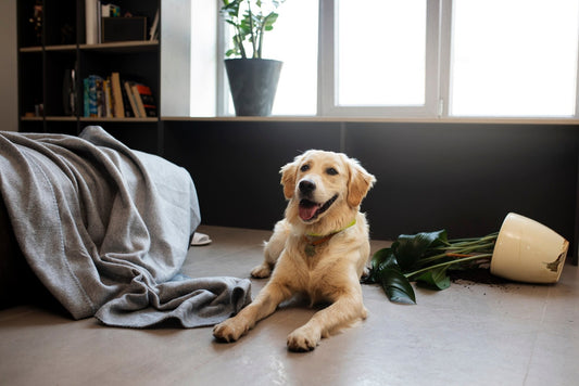 a golden retriever dog with broken flower pot in the background.