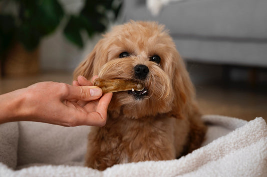 Small dog being given a treat by a person indoors.
