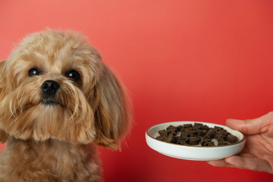 A dog with a plate of dry food on red background.