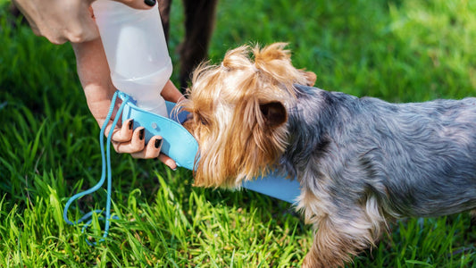 A dog drinking water from a bottle.