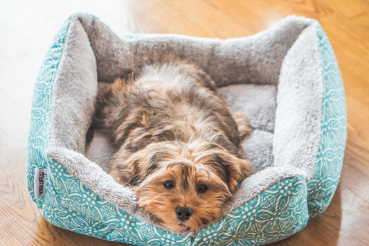 A dog laying on pet bed.