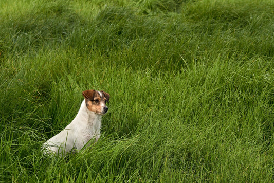 A dog in the middle of grass field.