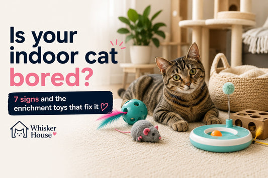 a cat with cat toy on the ground, and text on the left side.