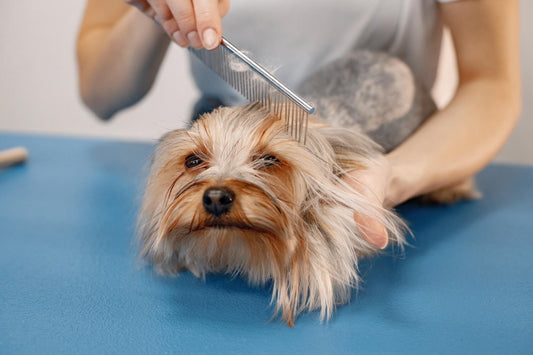 A person brushing dog hair.