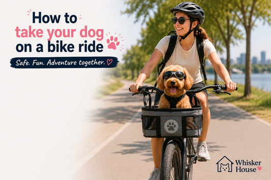 Woman riding a bicycle with a small dog safely secured in a front bike basket, demonstrating how to take your dog on a bike ride safely.