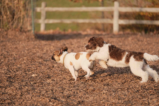 two dog chasing each other.