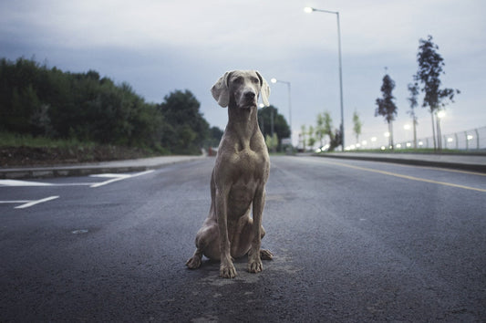 Brown Weimaraner dog standing on hot gray asphalt road in summer sun