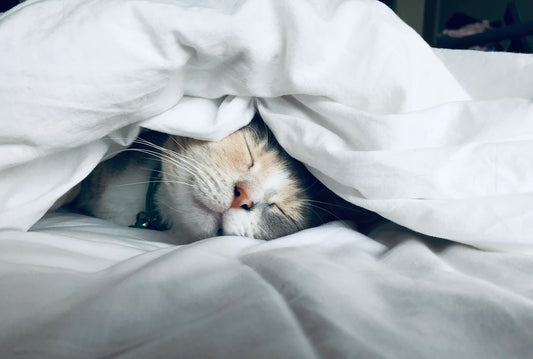 A cat resting comfortably indoors, reflecting the everyday feeding decisions that shape a cat's long-term health