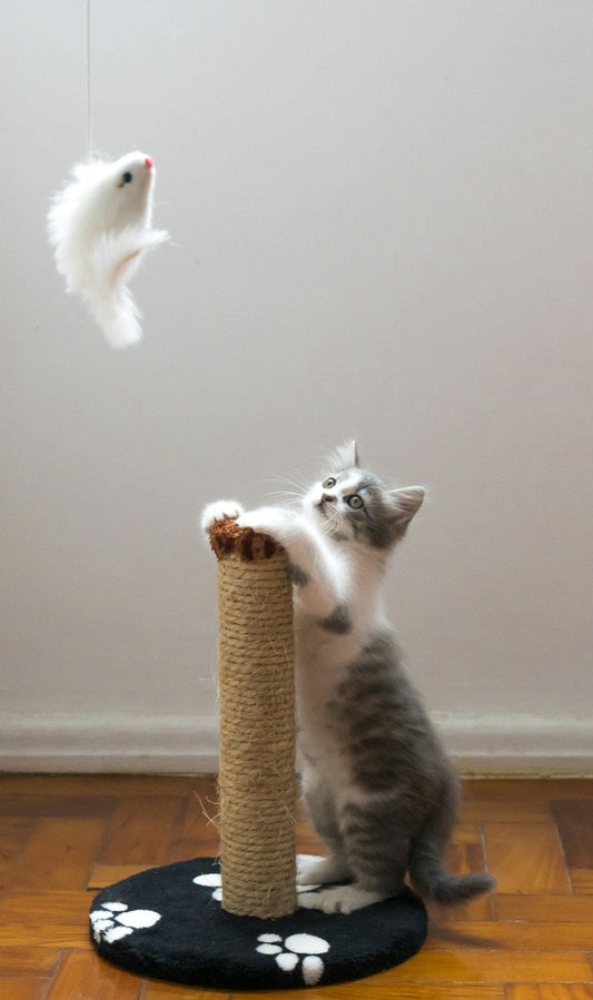 Gray cat leaning on a sisal scratching post indoors