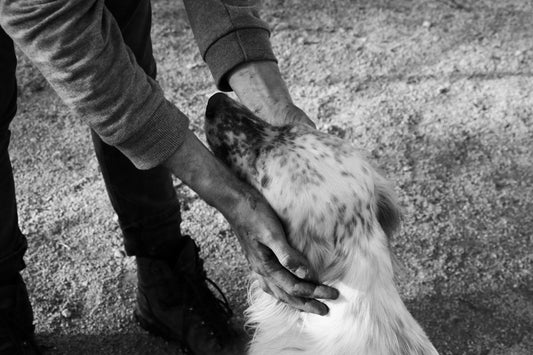 Man tenderly holding his dog's head in a comforting moment
