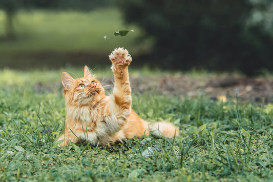 A calm orange tabby cat resting in the grass, the kind of relaxed body language you want to see once a new dog is introduced