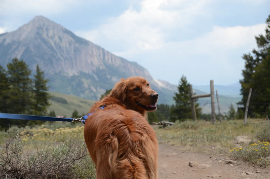 Golden retriever standing on a green grass field during a daytime walk