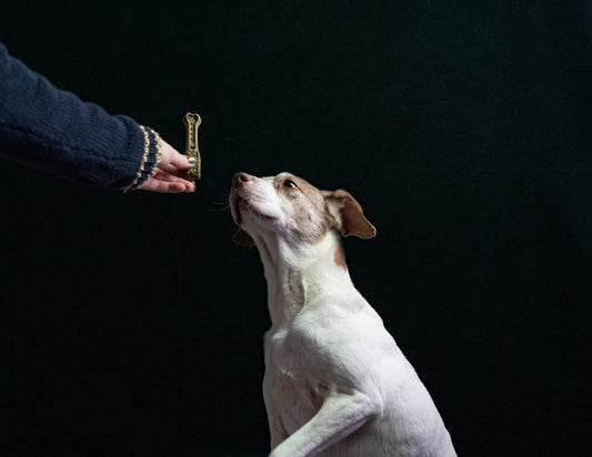 Person feeding a dog a training treat by hand