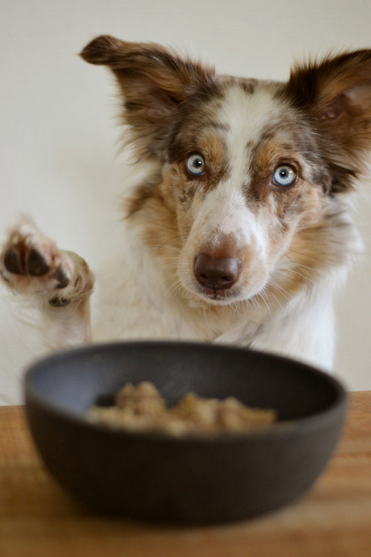 Border collie standing calmly beside its bowl at home, illustrating a pet's daily feeding and watering routine
