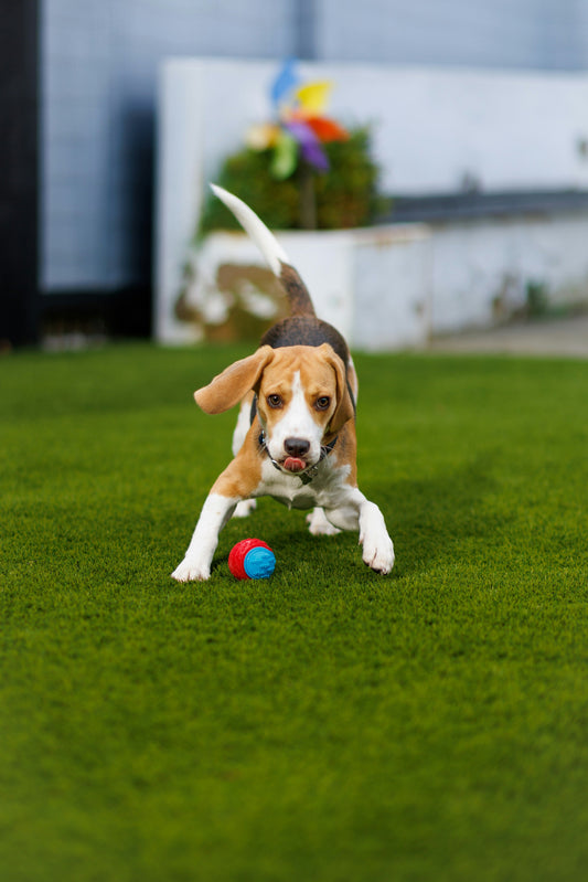 A beagle puppy playing with a ball in the grass