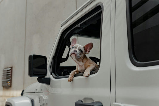 A dog looks out the rolled-down window of a car during a road trip.