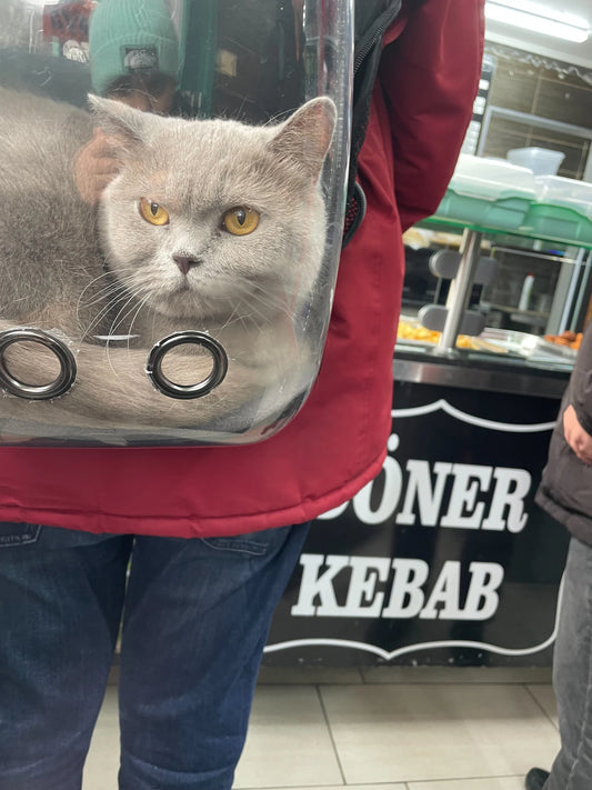 A gray cat looking out curiously from a clear travel carrier bag
