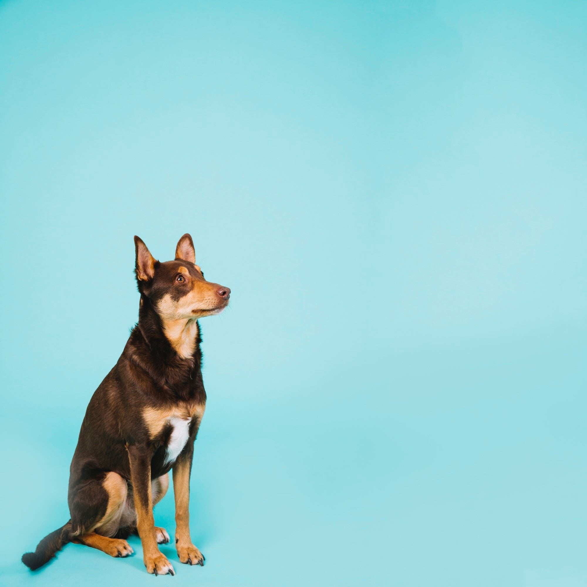A Dog with blue background.