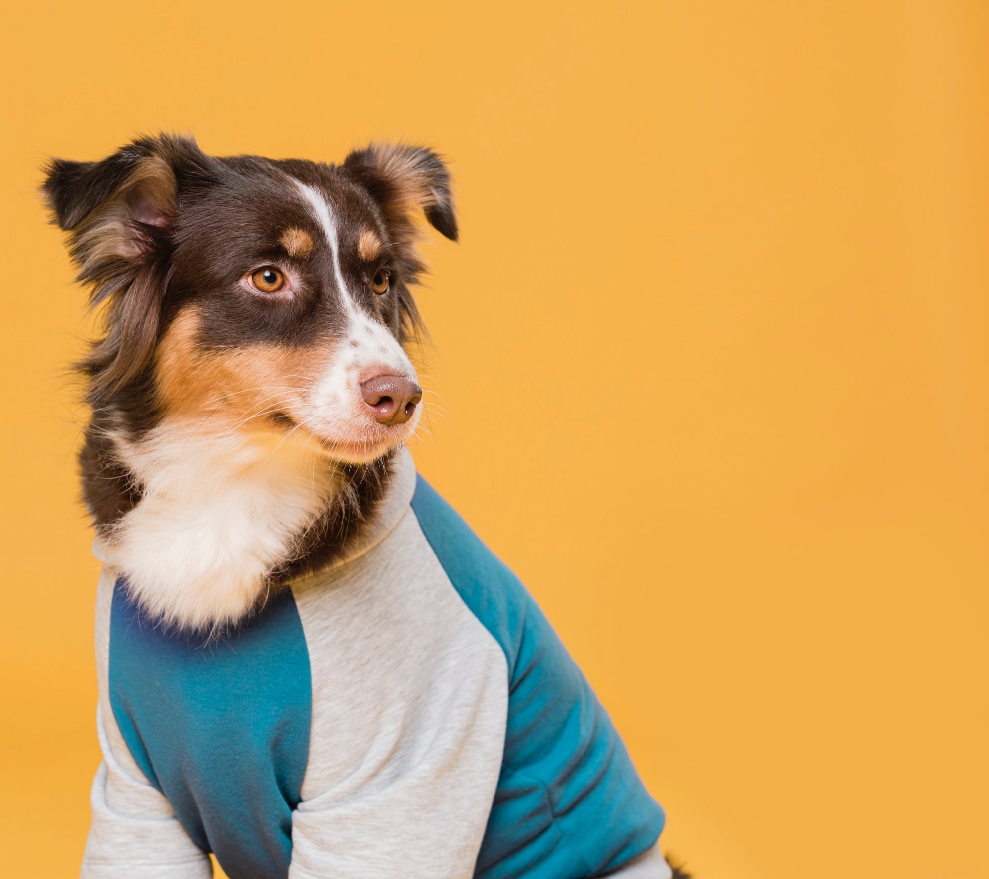 A dog wearing t-shirt with yellow background.