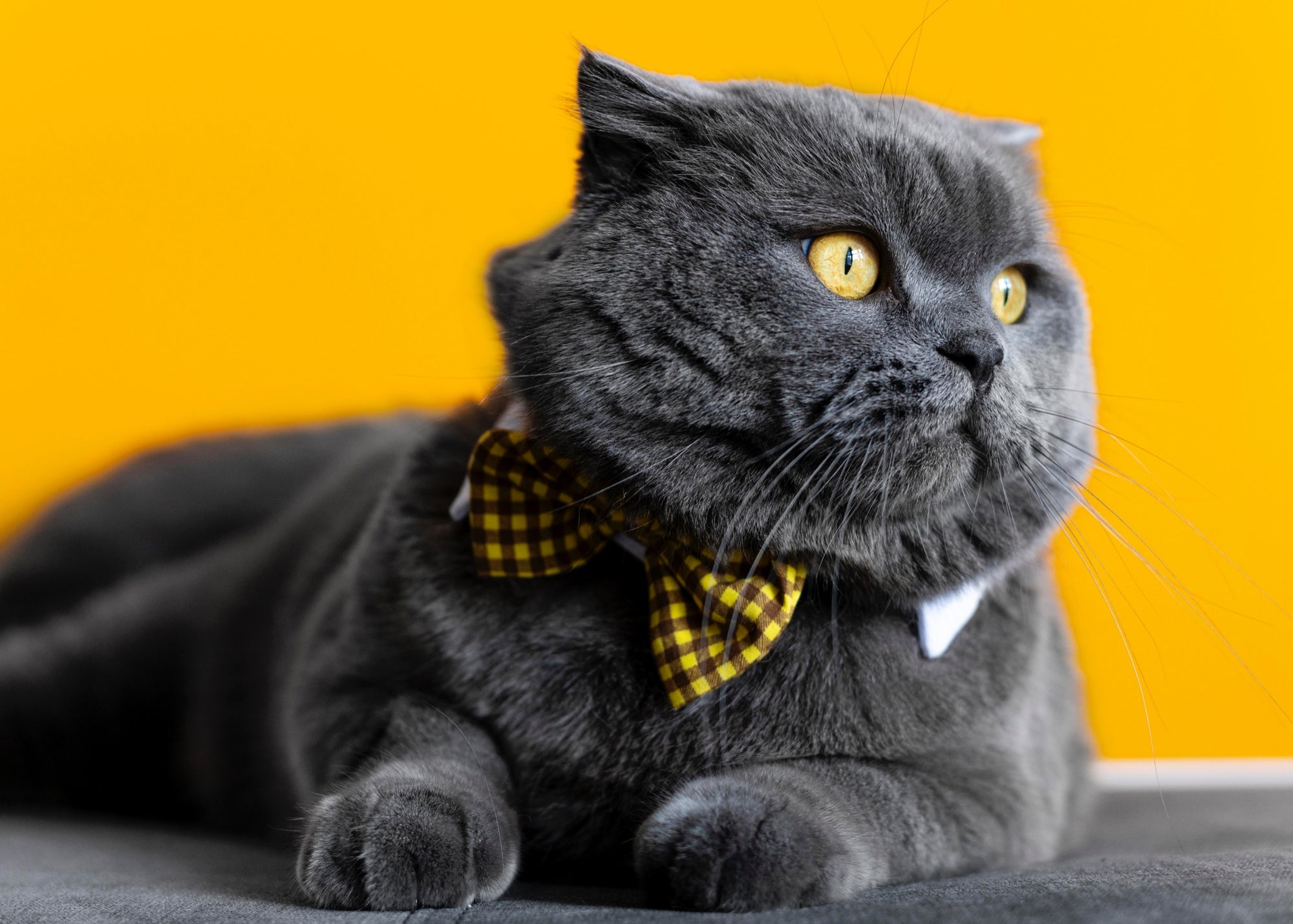 A cat with yellow background.