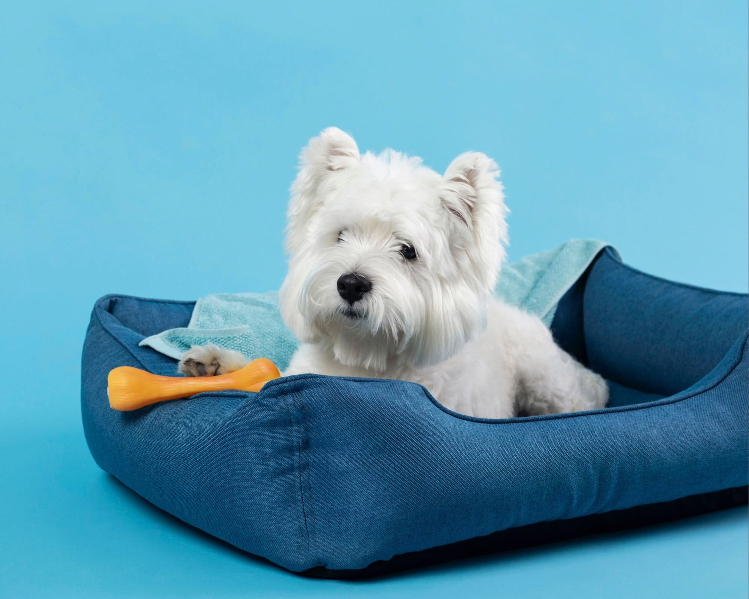 A dog laying on his bed.