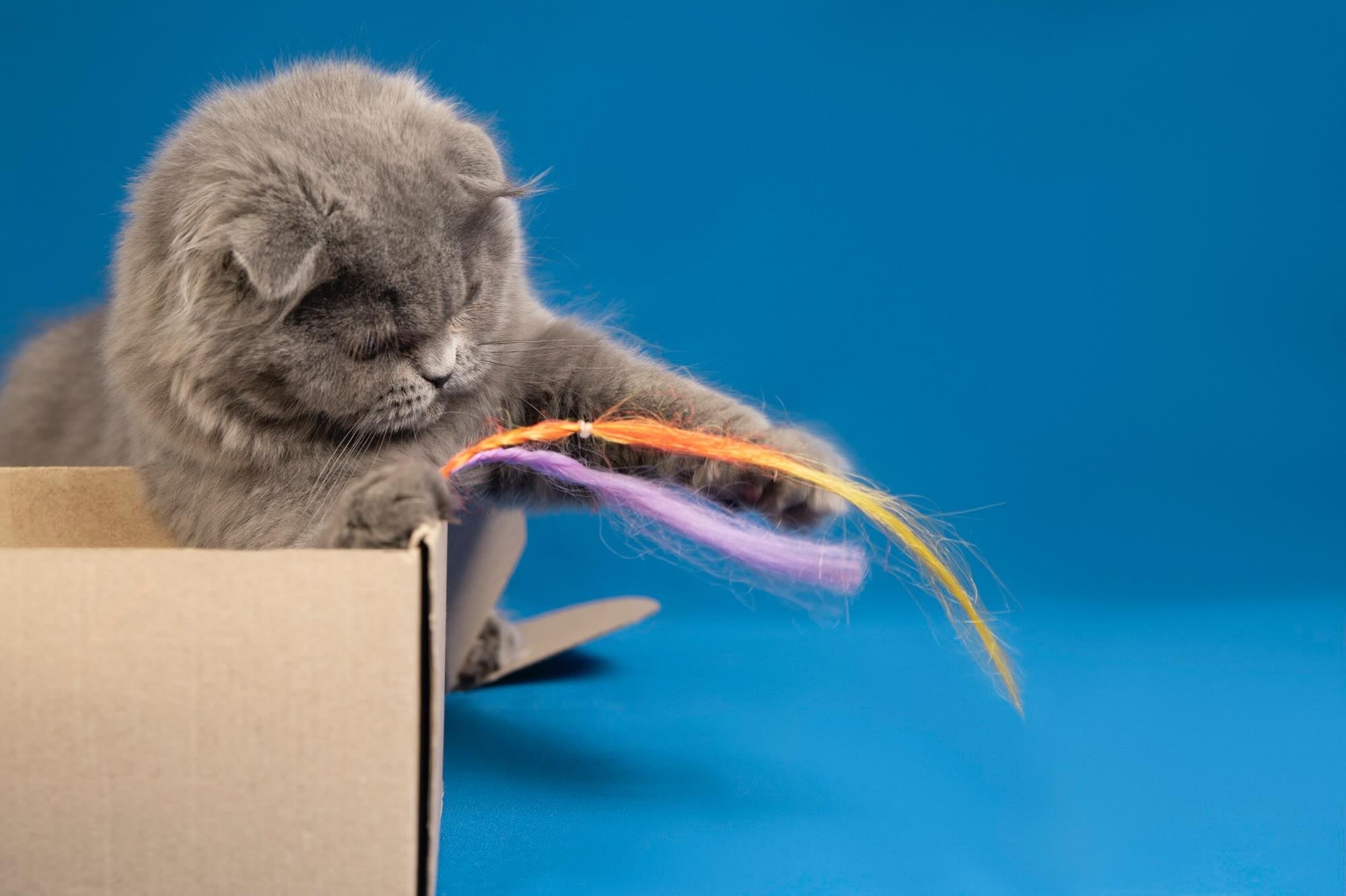 A cat playing with a feather. 