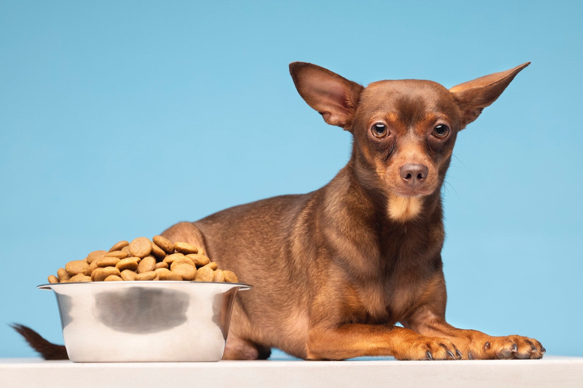 A Dog with a Food Bowl.