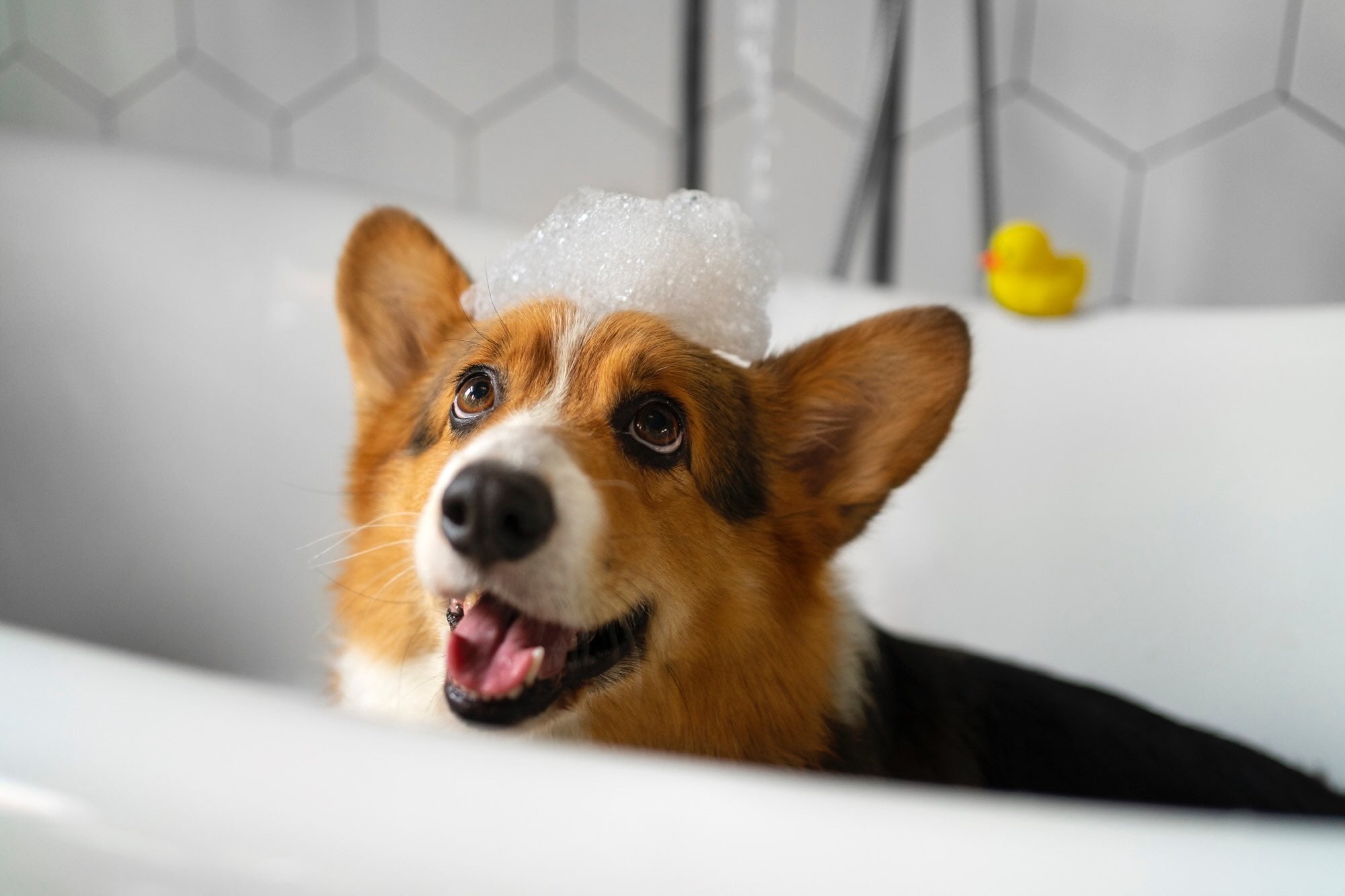 A Dog taking bath.