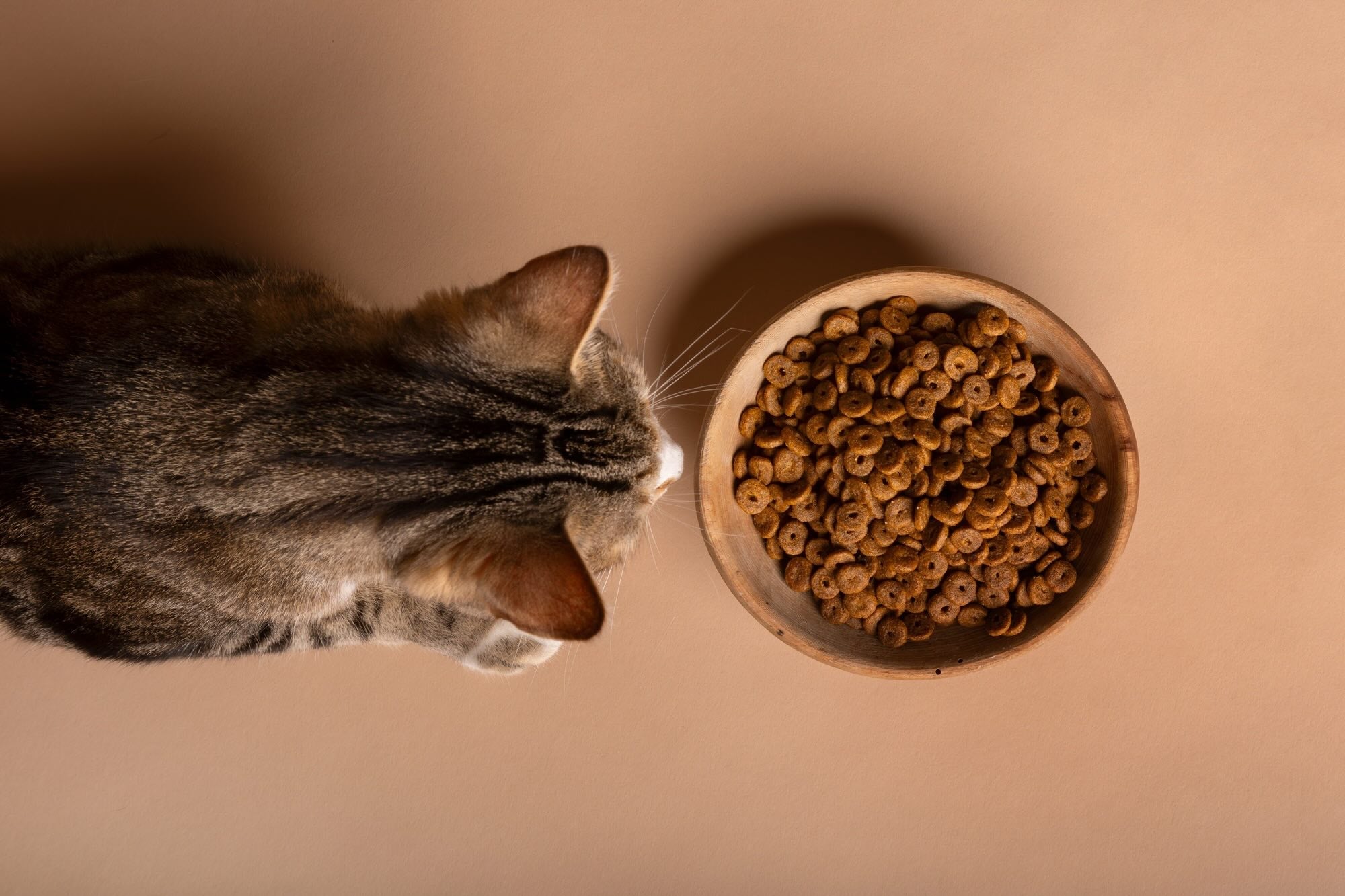 A Cat with a Food Bowl.