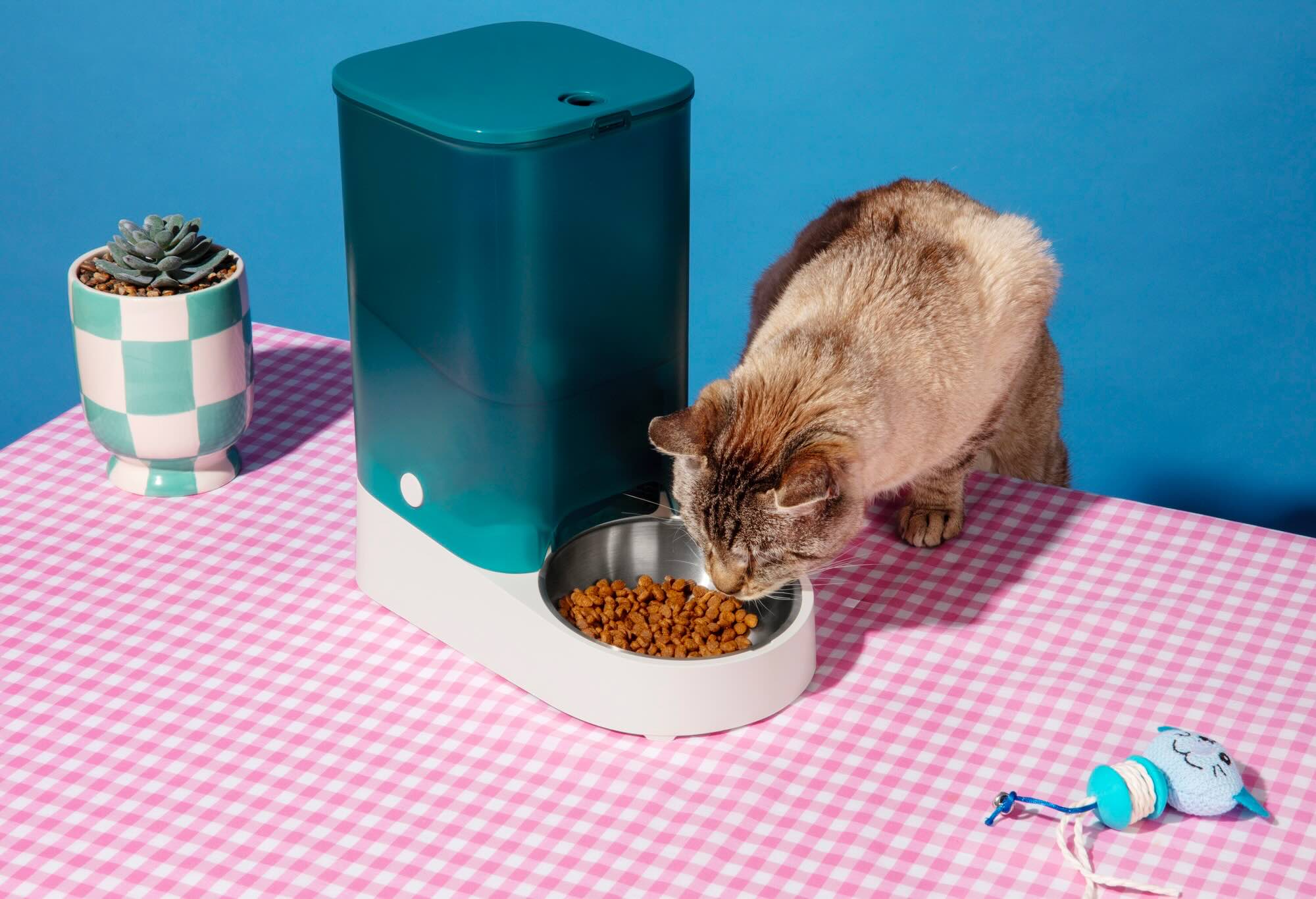 A pet feeder with a Cat.