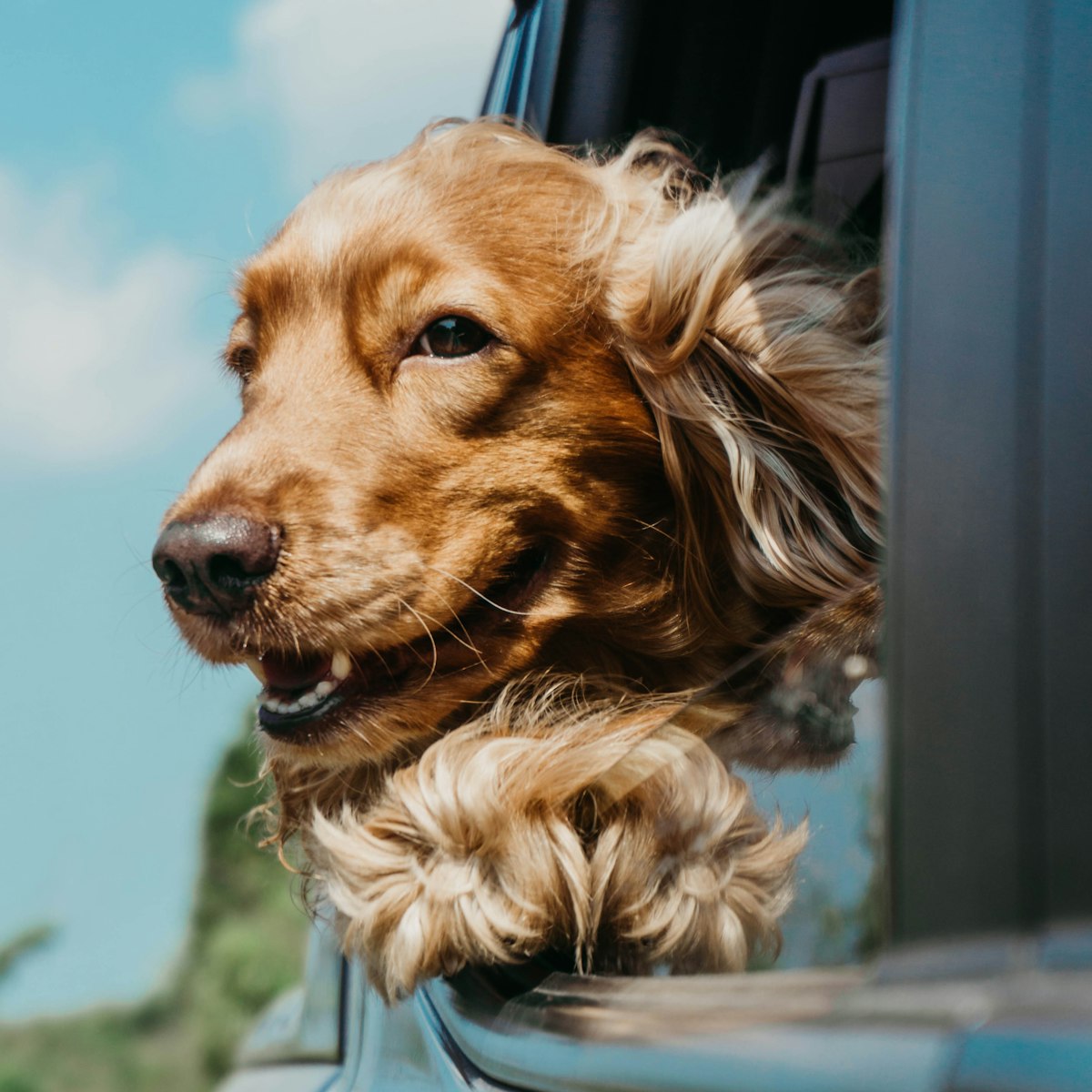 Golden retriever riding inside a car, ready for pet travel