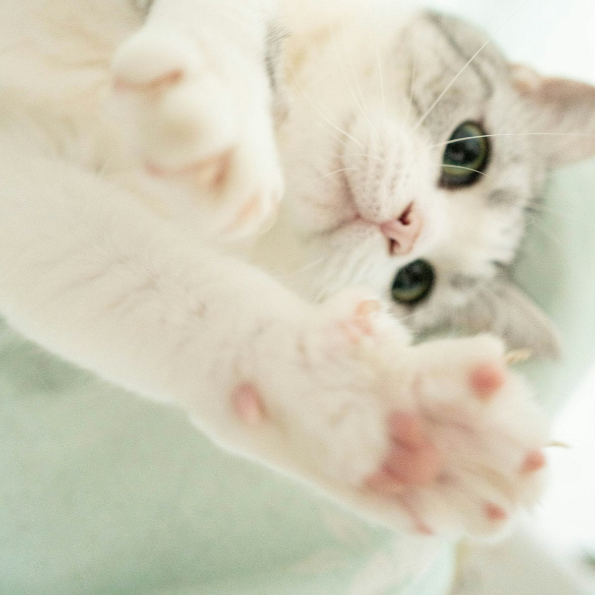 Cat playing with a toy on a bed