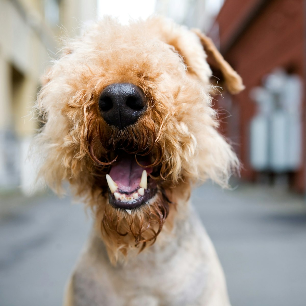 Happy dog with mouth open showing healthy teeth