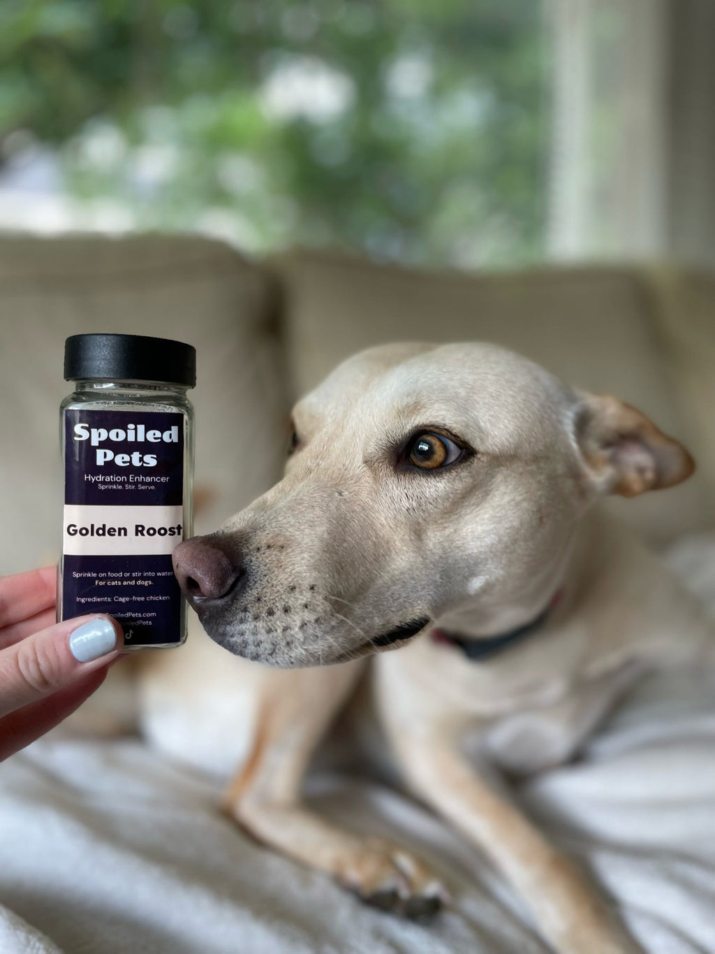 Dog looking at a 'Spoiled Pets' product held by a person