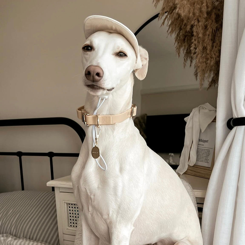 White dog wearing a beige cap and collar indoors