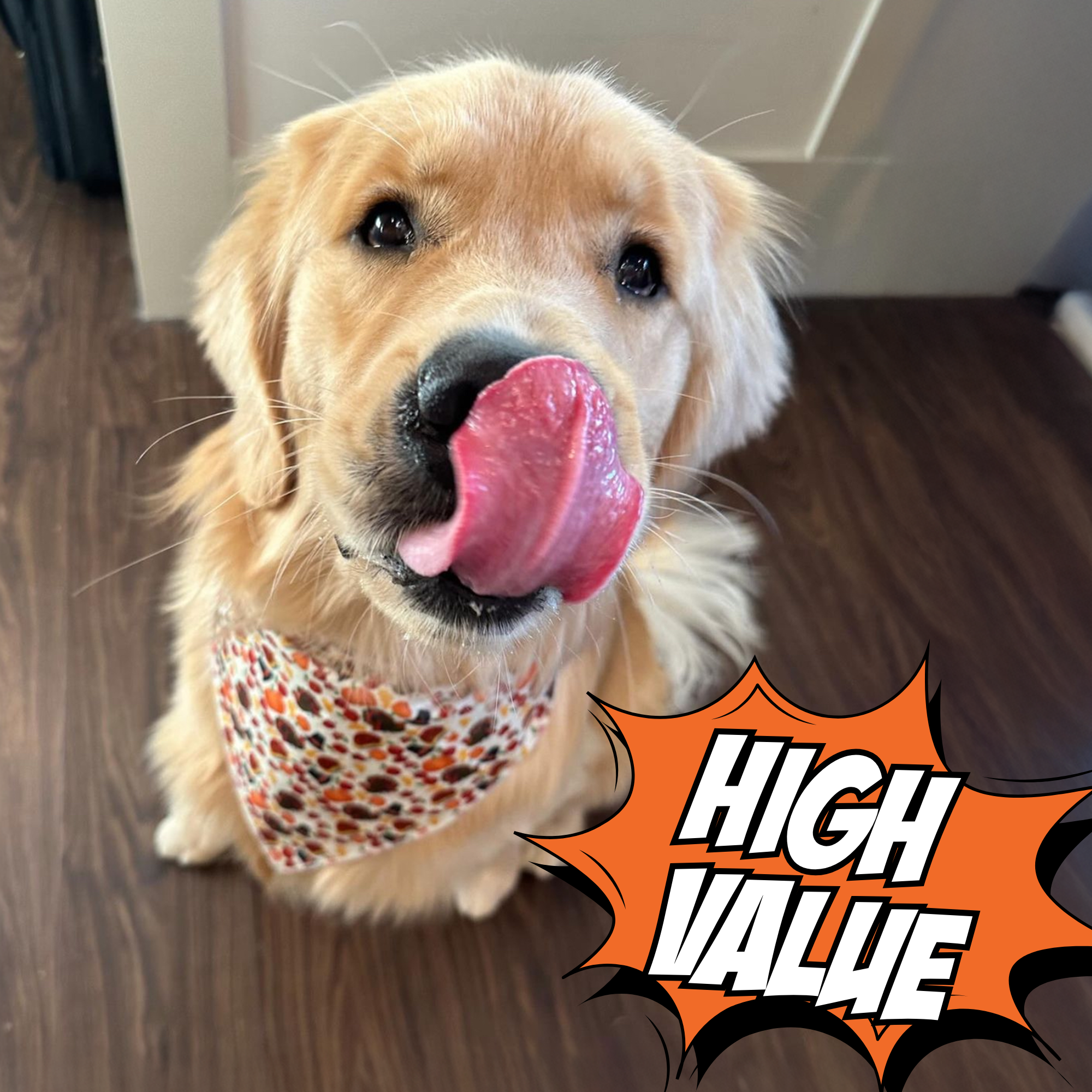 Dog with a bandana on a wooden floor, with 'HIGH VALUE' text overlay.