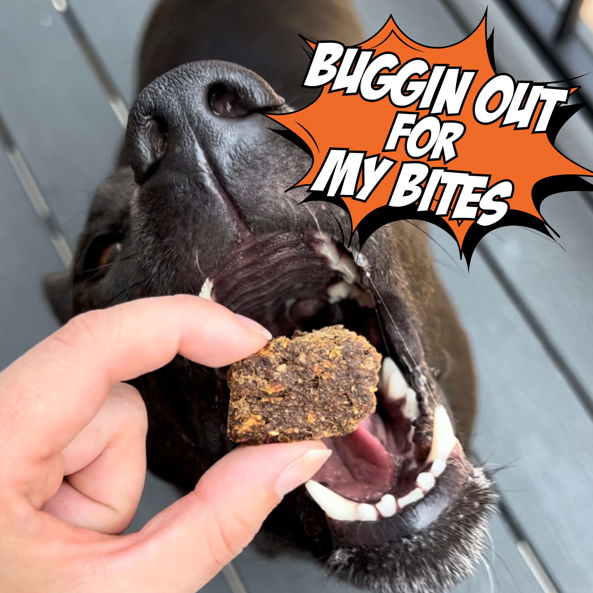 Dog taking a treat from a hand with text 'Buggin Out for My Bites' on an orange background.