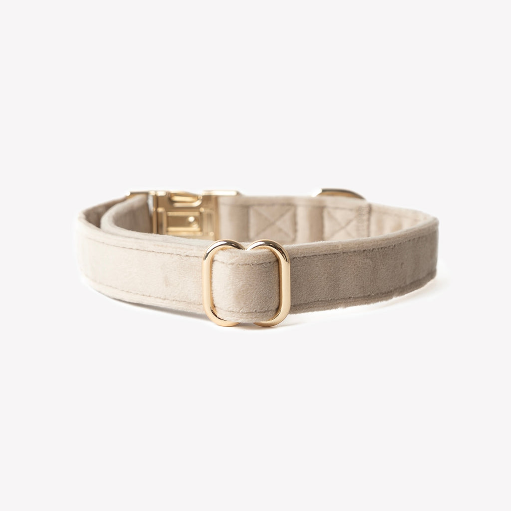 Beige dog collar with gold buckle on a white background