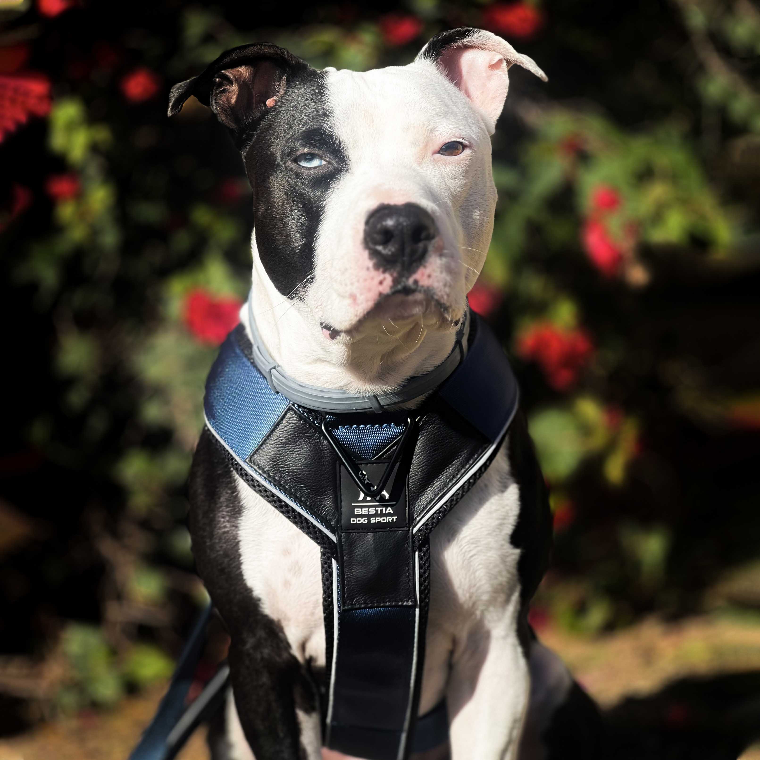 Dog wearing a black and blue harness with a blurred floral background