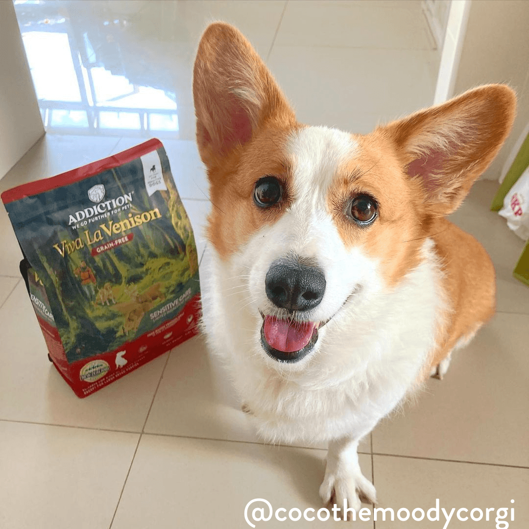 Corgi dog with a bag of Viva La Venison dog food on a tiled floor.